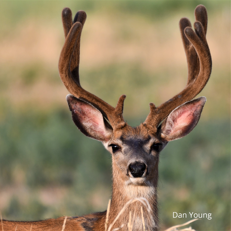 Deer, elk, large mamals
