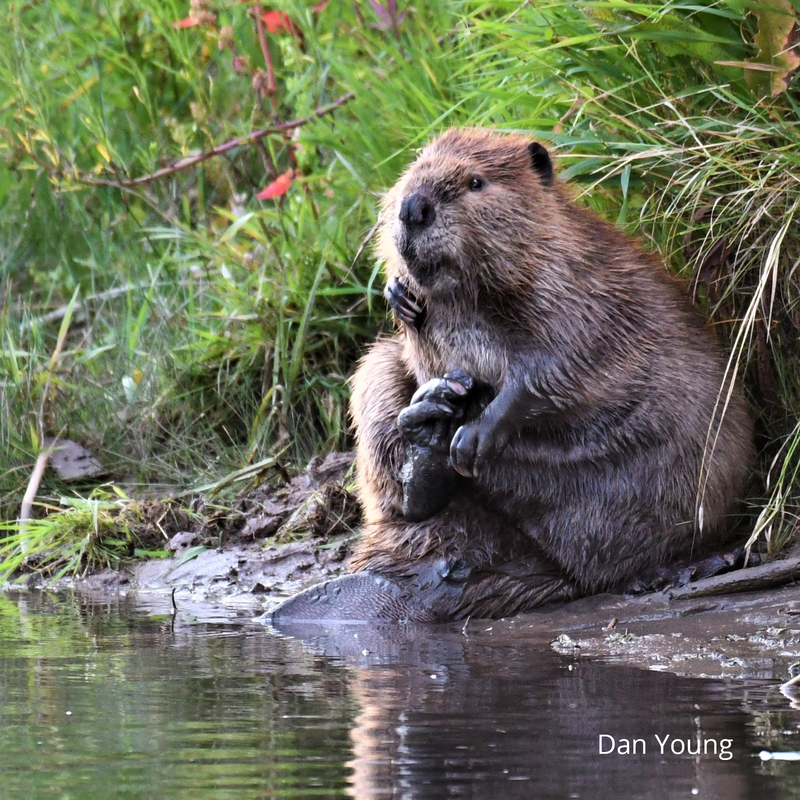 Beavers, fish, aquatic life