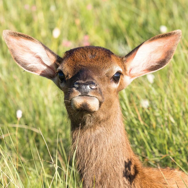 Deer in Colorado meadow