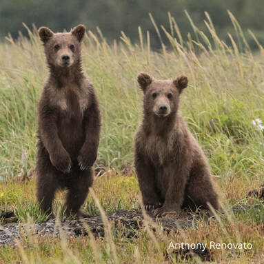 Brown bears habitat in Roaring Fork valley