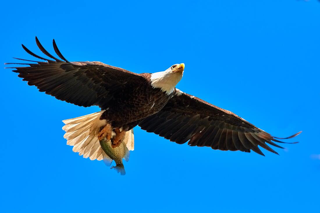 Bald Eagle at Silt River Preserve