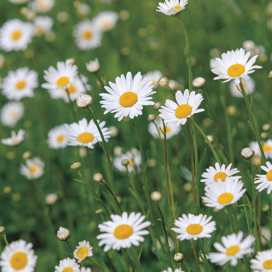 Oxeye Daisy noxious weeds